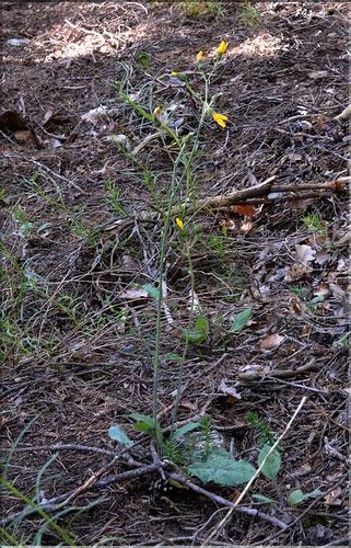 Hieracium_sp2_SP