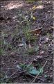 Hieracium_sp2_SP