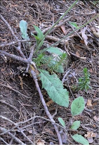Hieracium_sp3_SP