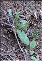 Hieracium_sp3_SP
