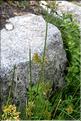 Juncus_effusus1_SP