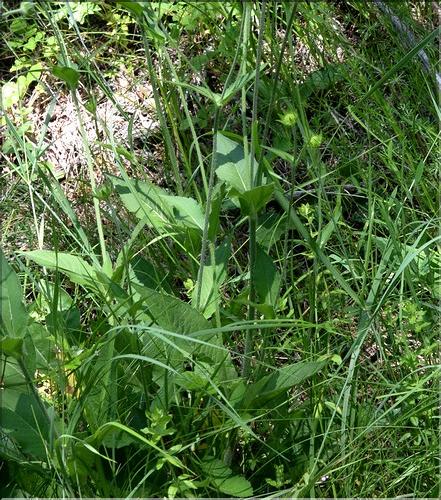 Knautia_arvernensis1_SP