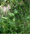 Knautia_arvernensis1_SP
