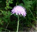 Knautia_arvernensis2_SP