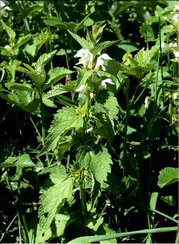 Lamium_album1_SP