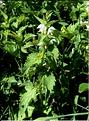 Lamium_album1_SP