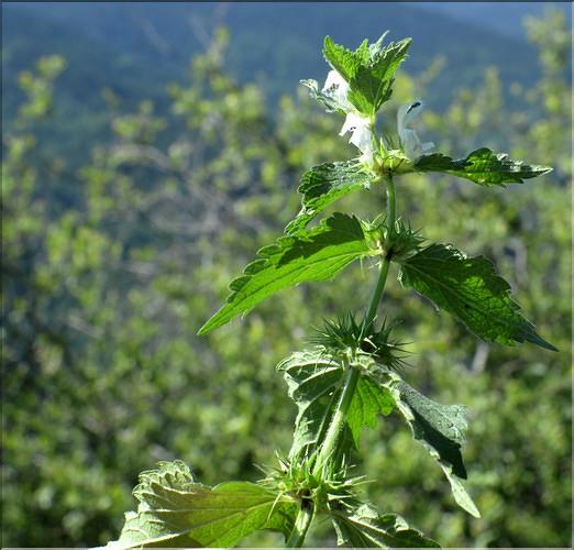 Lamium_album2_SP