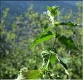 Lamium_album2_SP