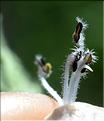 Lamium_album3_SP