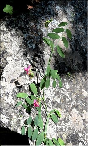 Lathyrus_niger1_SP