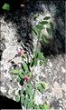 Lathyrus_niger1_SP