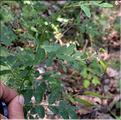 Lathyrus_niger3_SP