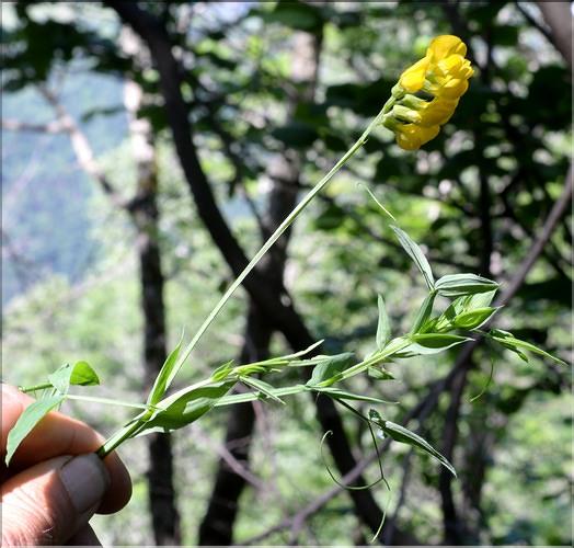 Lathyrus_pratensis_SP