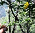 Lathyrus_pratensis_SP