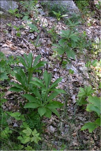 Lilium_martagon_SP
