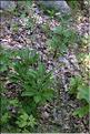 Lilium_martagon_SP