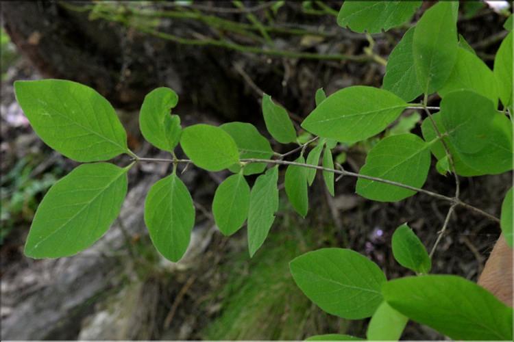 Lonicera_xylosteum_SP