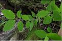 Lonicera_xylosteum_SP