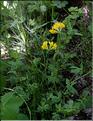Lotus_pedunculatus1_SP