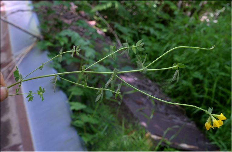 Lotus_pedunculatus2_SP