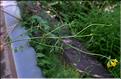 Lotus_pedunculatus2_SP