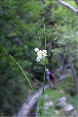 Luzula_nivea1_SP