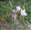 Malva_tournefortiana1_SP