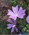 Malva_tournefortiana1_XL