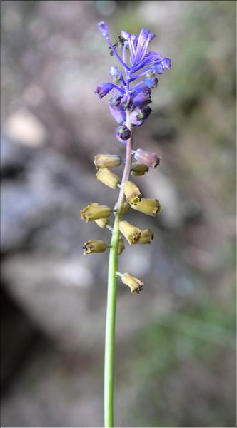 Muscari_matritense1_SP