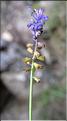 Muscari_matritense1_SP