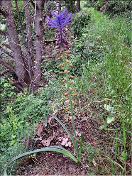 Muscari_sp_XL