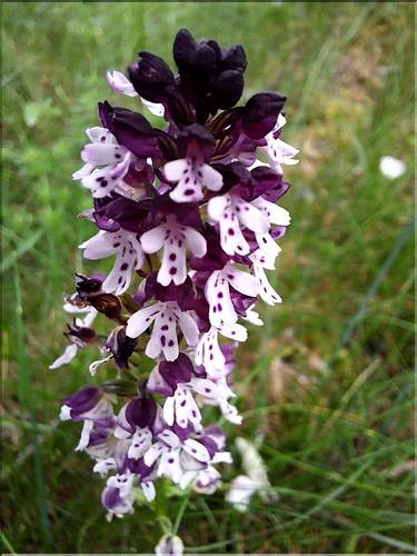 Neotinea_ustulata_XL