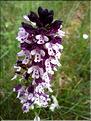 Neotinea_ustulata_XL