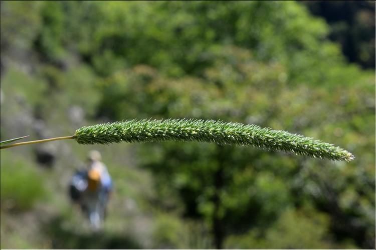 Phleum_phleoides1_SP