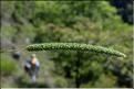 Phleum_phleoides1_SP