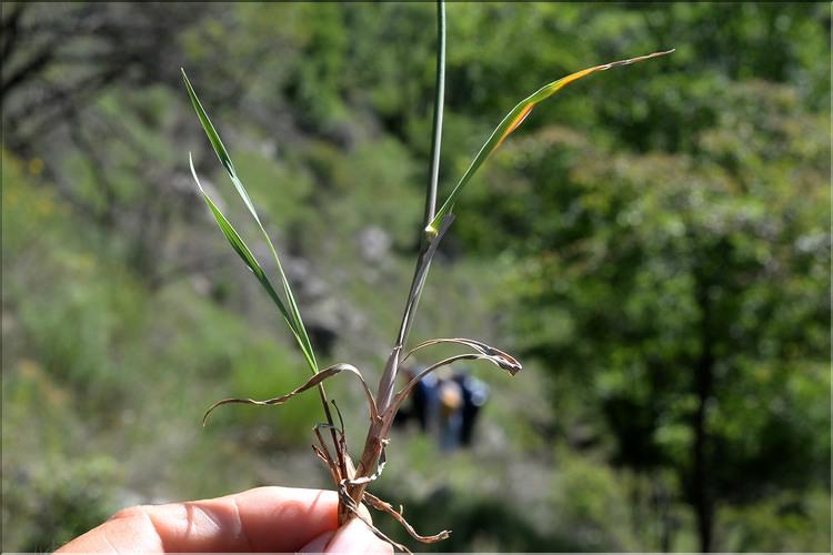 Phleum_phleoides2_SP