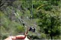 Phleum_phleoides2_SP