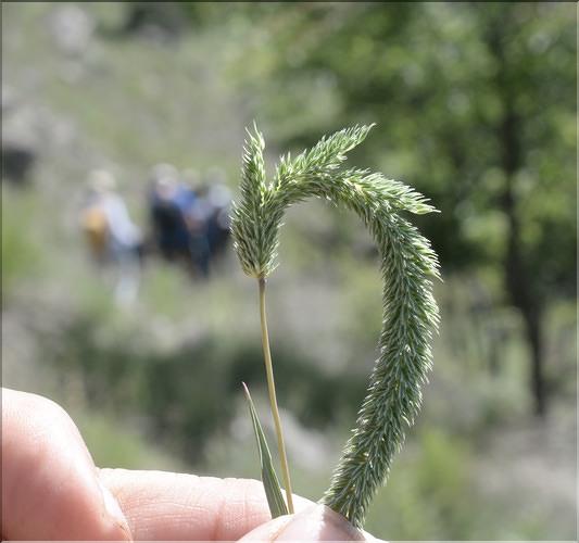Phleum_phleoides3_SP