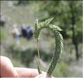 Phleum_phleoides3_SP