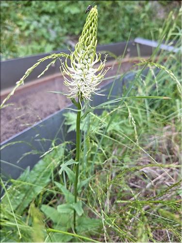 Phyteuma_spicatum_XL