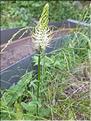 Phyteuma_spicatum_XL
