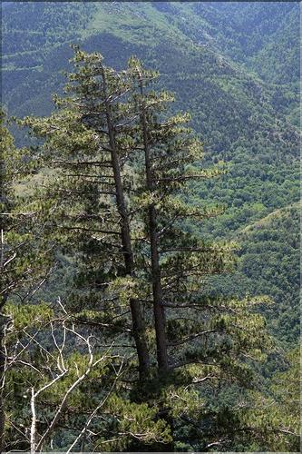 Pinus_salzmanni1_SP