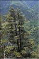 Pinus_salzmanni1_SP