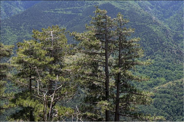 Pinus_salzmanni2_SP