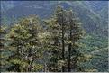 Pinus_salzmanni2_SP