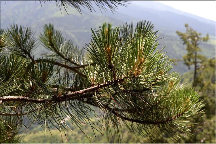 Pinus_salzmanni3_SP