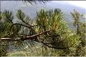 Pinus_salzmanni3_SP