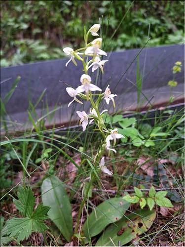 Platanthera_bifolia1_XL