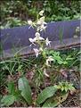 Platanthera_bifolia1_XL