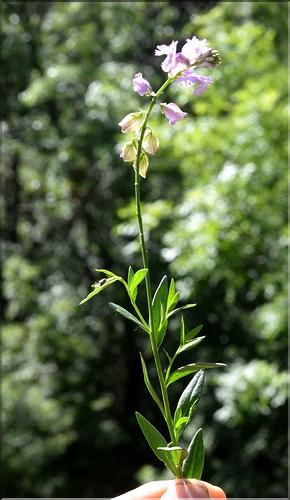 Polygala_vulgaris_SP